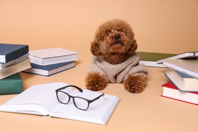 Cute Maltipoo dog in knitted sweater surrounded by many books on beige background