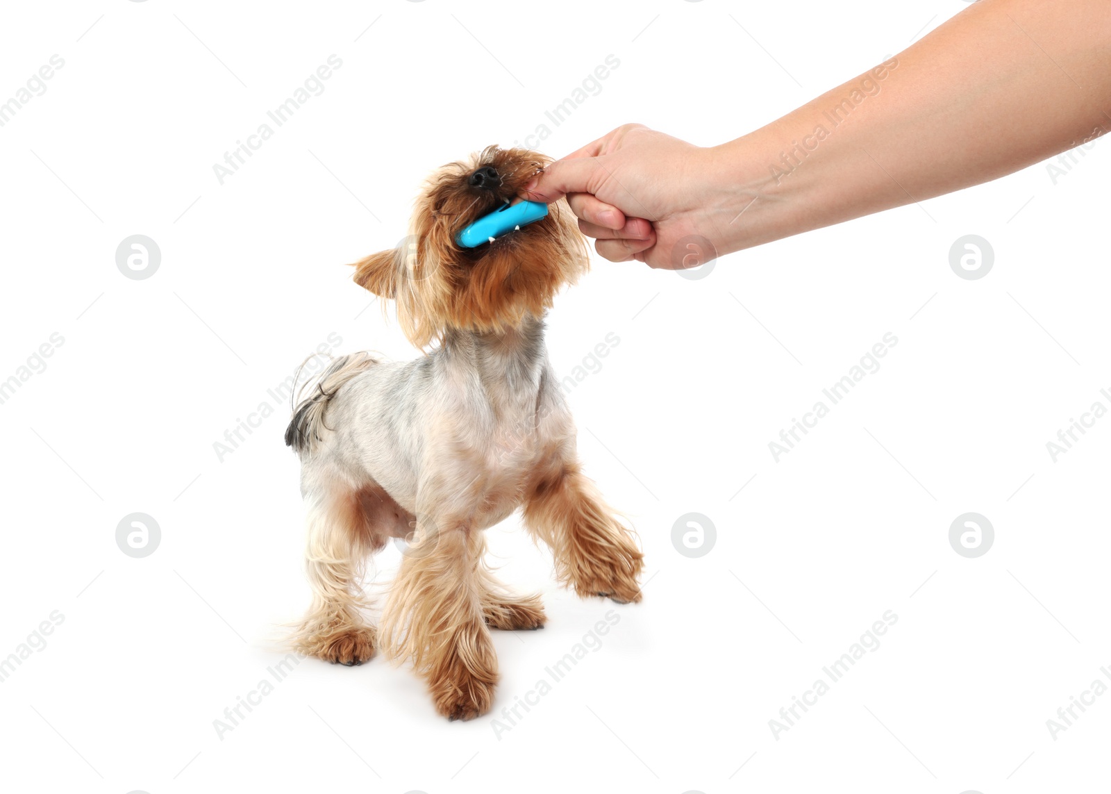 Photo of Man brushing dog's teeth on white background, closeup