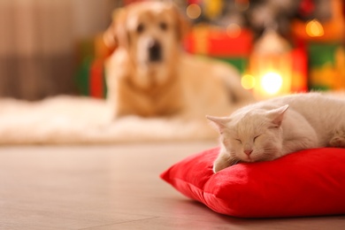 Photo of Cute white cat on pillow in room decorated for Christmas and blurred dog on background. Adorable pets