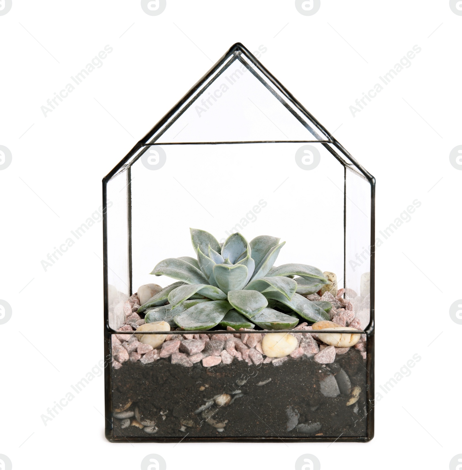 Photo of Glass florarium vase with succulent isolated on white