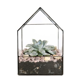 Photo of Glass florarium vase with succulent isolated on white