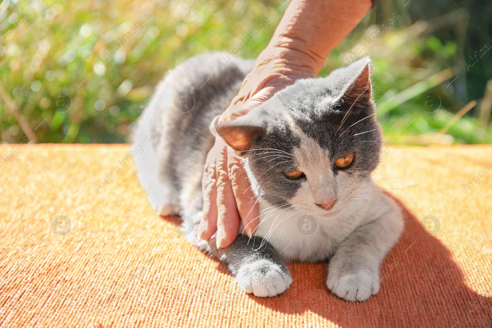 Photo of Woman stroking stray cat outdoors, closeup. Homeless animal