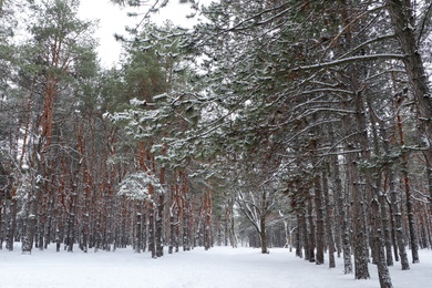 Photo of Picturesque view of beautiful forest covered with snow