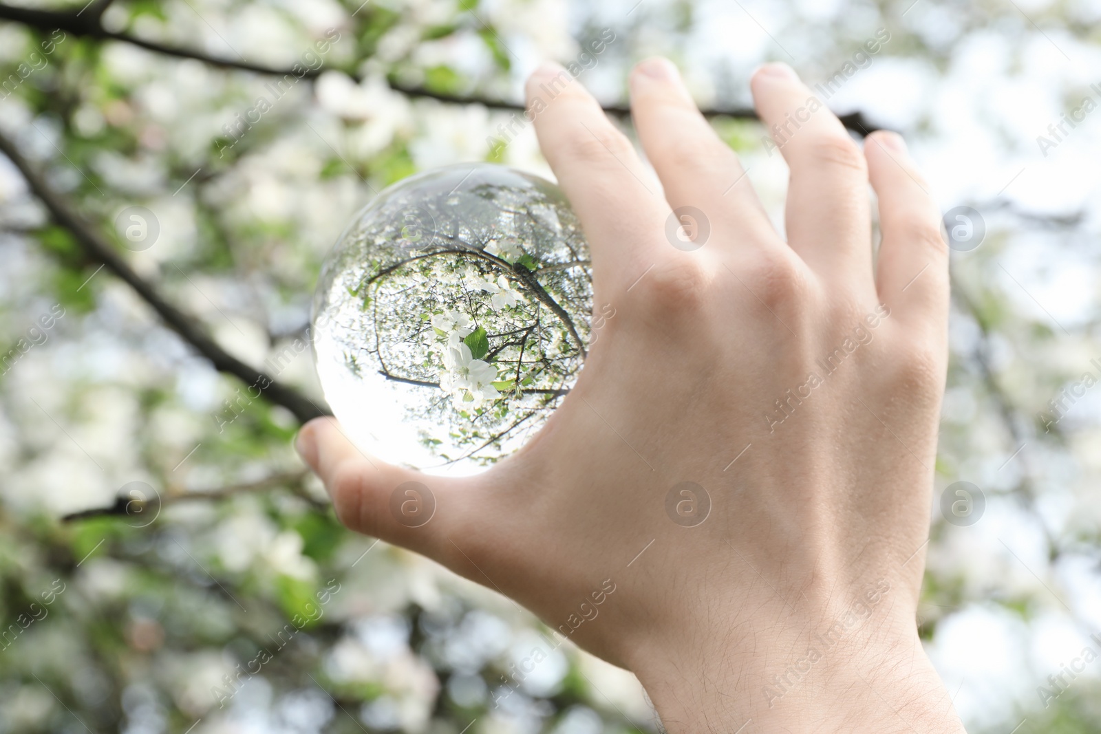 Photo of Beautiful tree with white blossoms outdoors, overturned reflection. Man holding crystal ball in spring garden, closeup