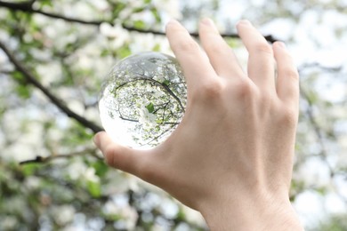 Beautiful tree with white blossoms outdoors, overturned reflection. Man holding crystal ball in spring garden, closeup