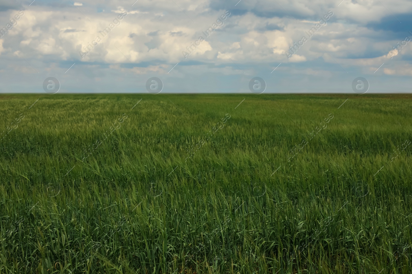 Photo of Agricultural field with ripening cereal crop under cloudy sky