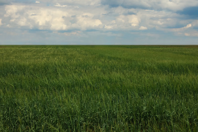 Photo of Agricultural field with ripening cereal crop under cloudy sky