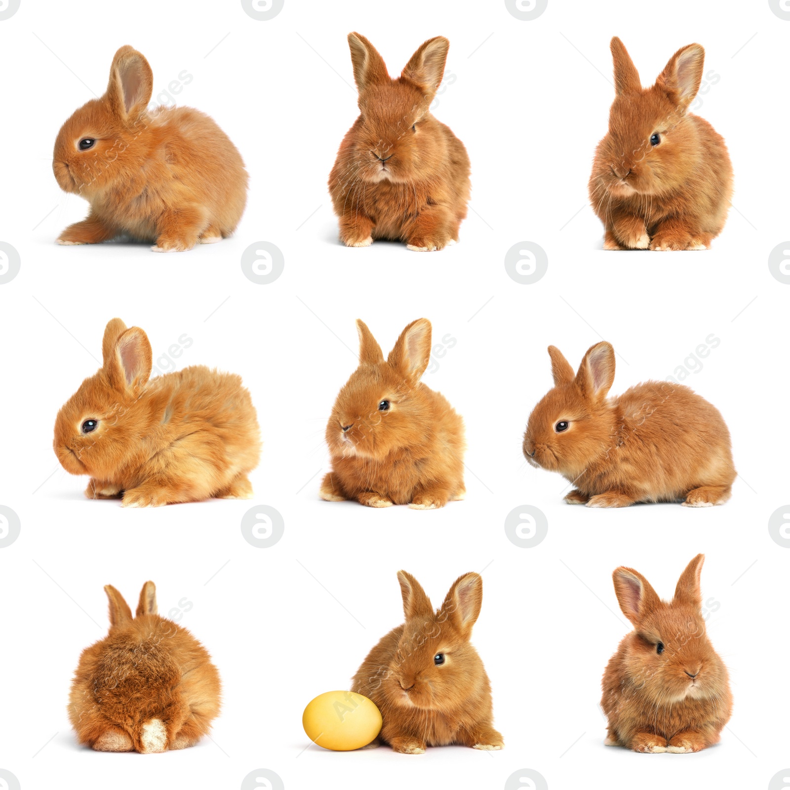 Image of Collage with adorable fluffy Easter bunnies on white background