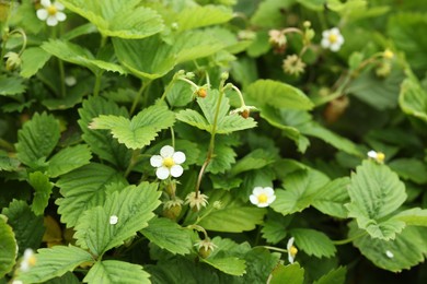 Photo of Wild strawberry bushes growing outdoors. Seasonal berries