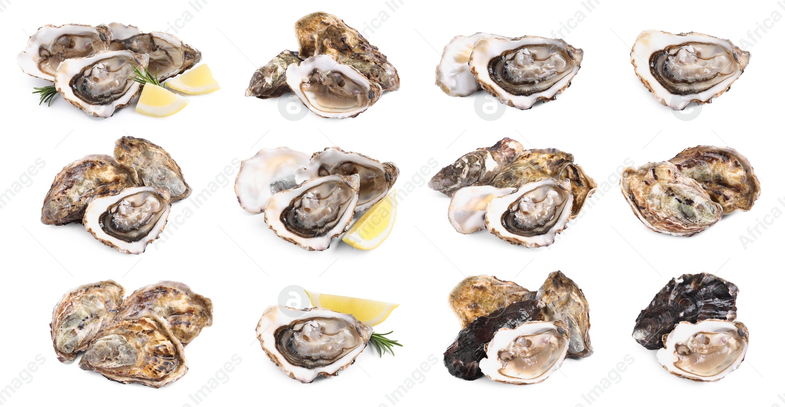 Image of Set with fresh raw oysters on white background. Banner design