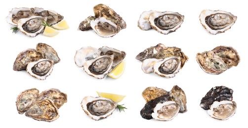 Image of Set with fresh raw oysters on white background. Banner design