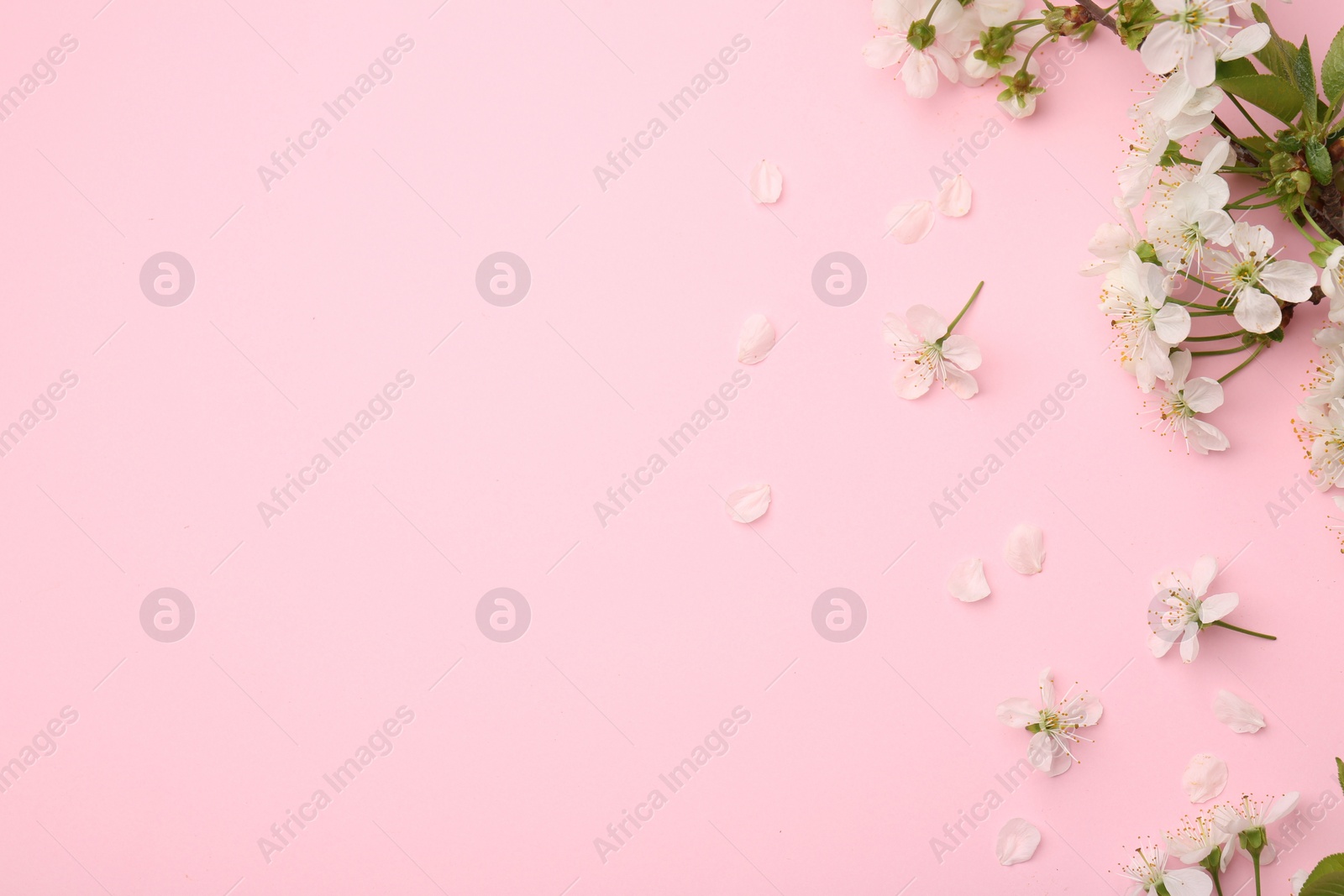 Photo of Spring tree branch with beautiful blossoms and petals on pink background, flat lay. Space for text