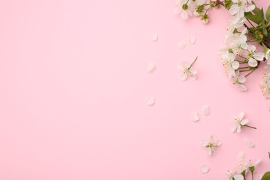 Spring tree branch with beautiful blossoms and petals on pink background, flat lay. Space for text