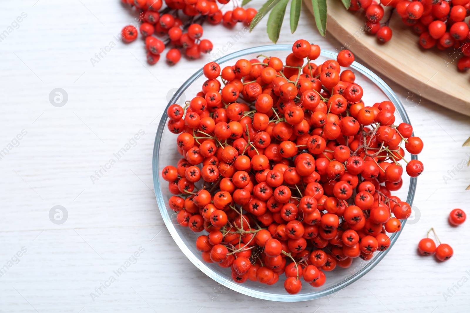 Photo of Fresh ripe rowan berries on white wooden table, flat lay. Space for text