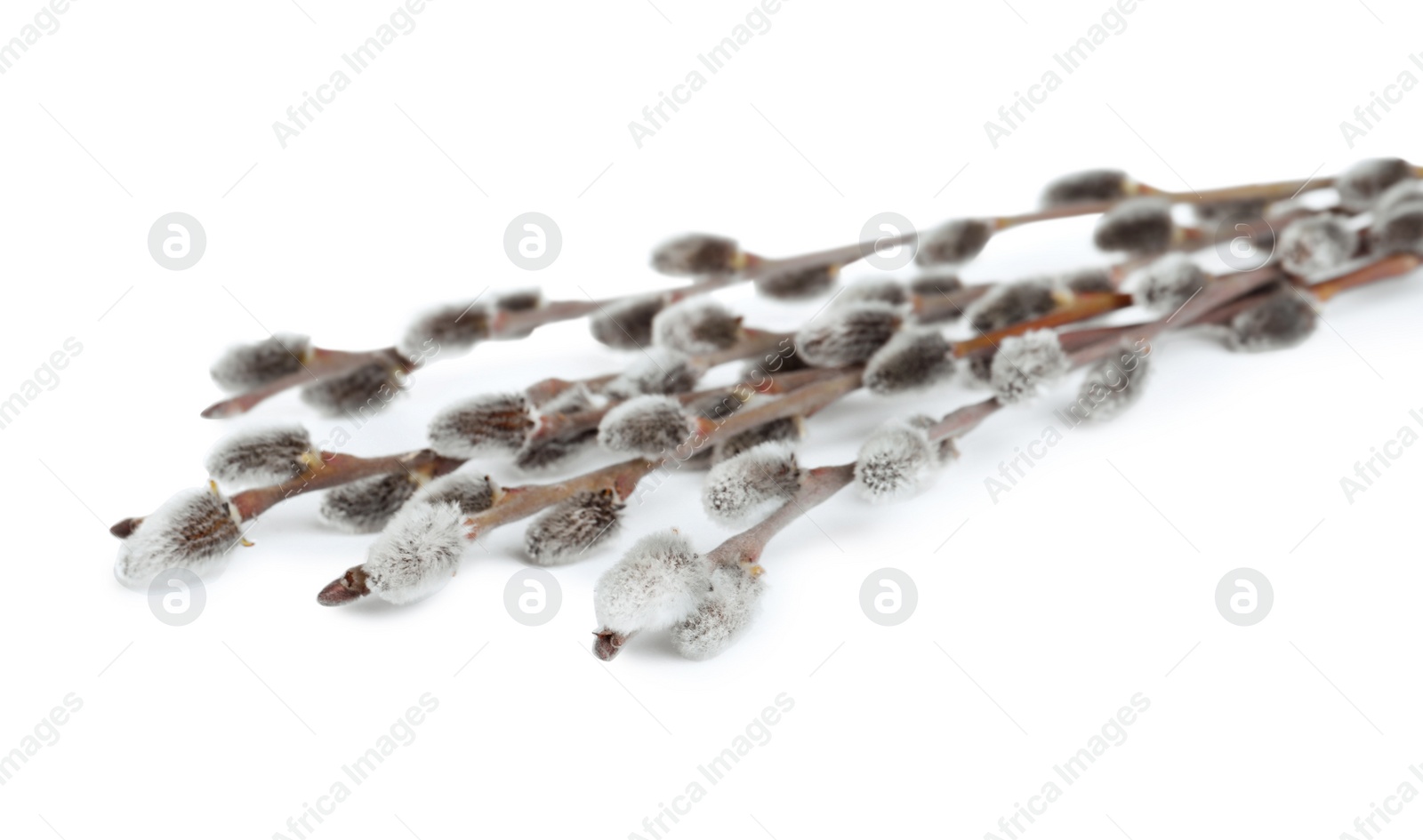 Photo of Beautiful blooming pussy willow branches on white background