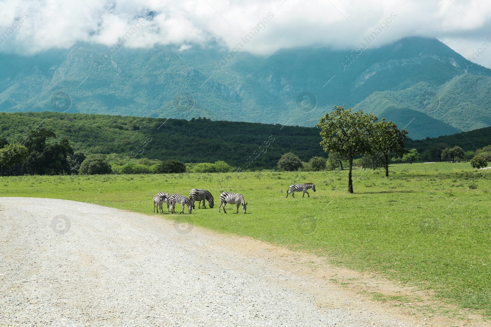 Photo of Beautiful striped African zebras in safari park