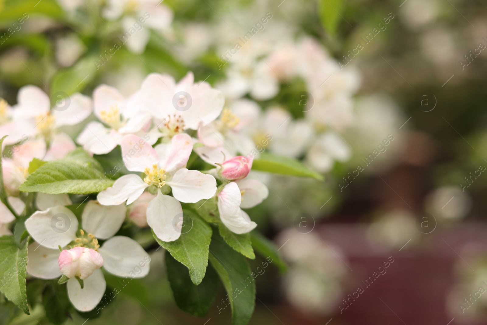 Photo of Apple tree with beautiful blossoms outdoors, space for text. Spring season