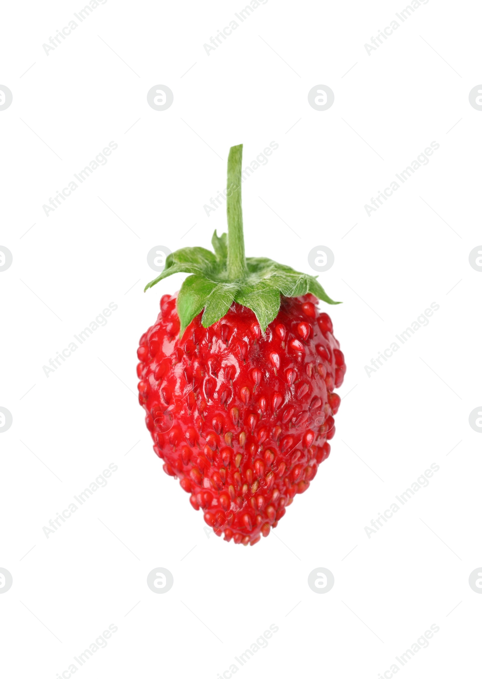 Photo of One ripe wild strawberry isolated on white