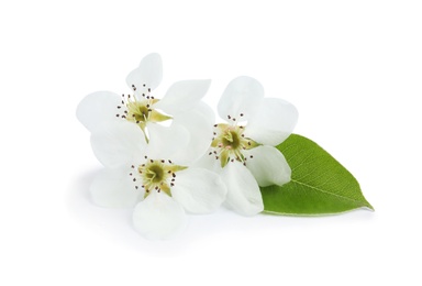 Photo of Beautiful flowers of blooming spring tree on white background