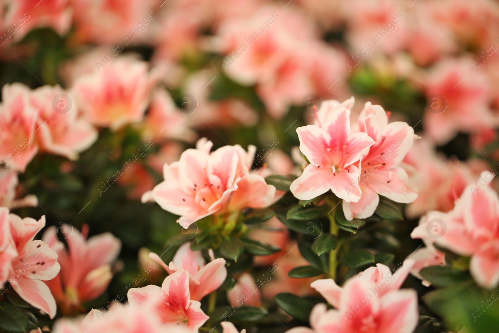 Photo of Beautiful blooming azalea flowers, closeup. Tropical plant