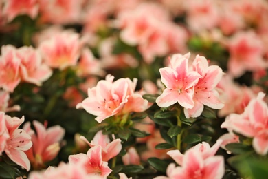 Beautiful blooming azalea flowers, closeup. Tropical plant