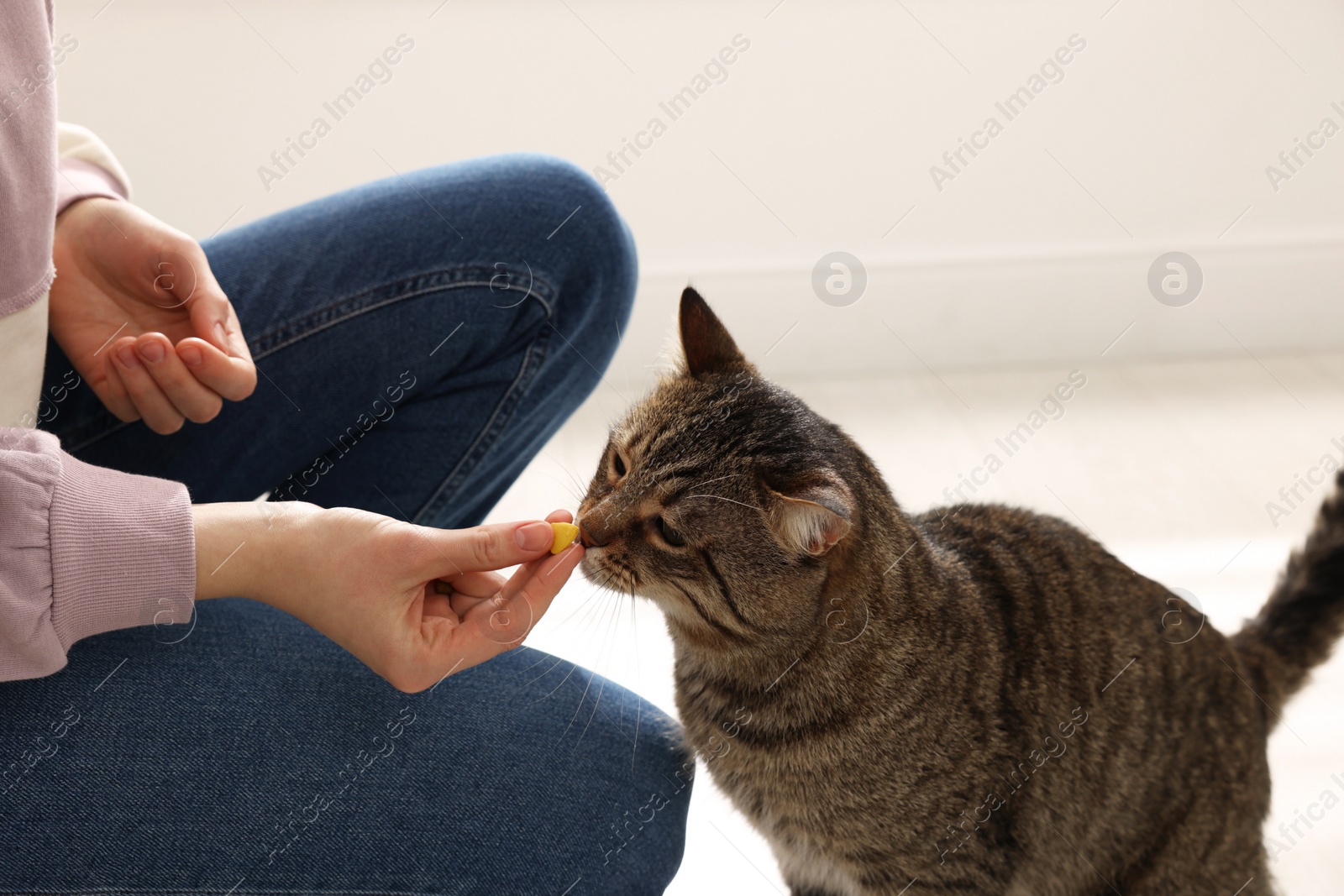 Photo of Woman giving pill to cute cat at home, closeup. Vitamins for animal