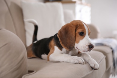 Cute Beagle puppy on sofa indoors. Adorable pet