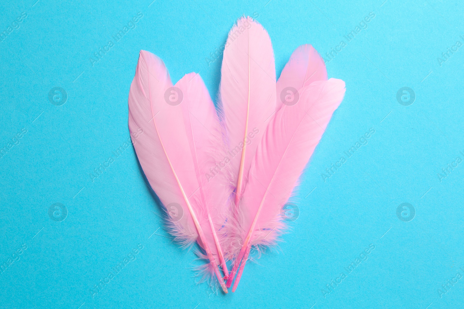 Photo of Beautiful pink feathers on light blue background, top view