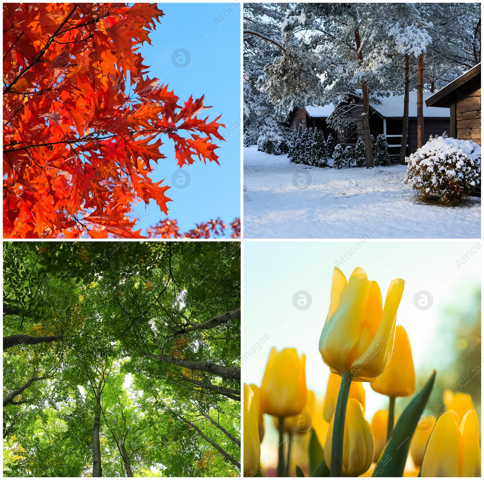 Image of Four seasons. Collage design with beautiful photos of nature