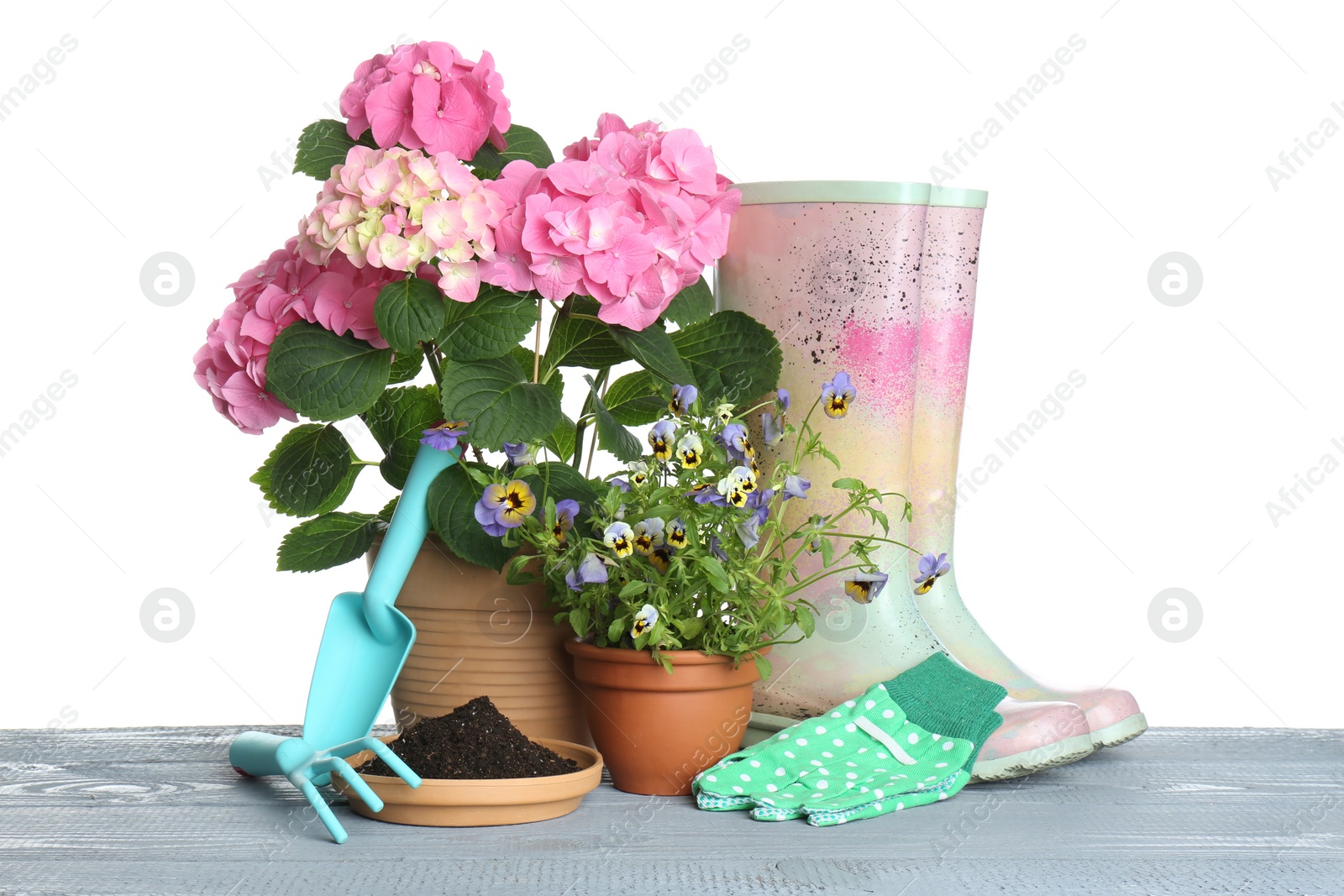 Photo of Beautiful potted plants and gardening equipment on grey wooden table against white background