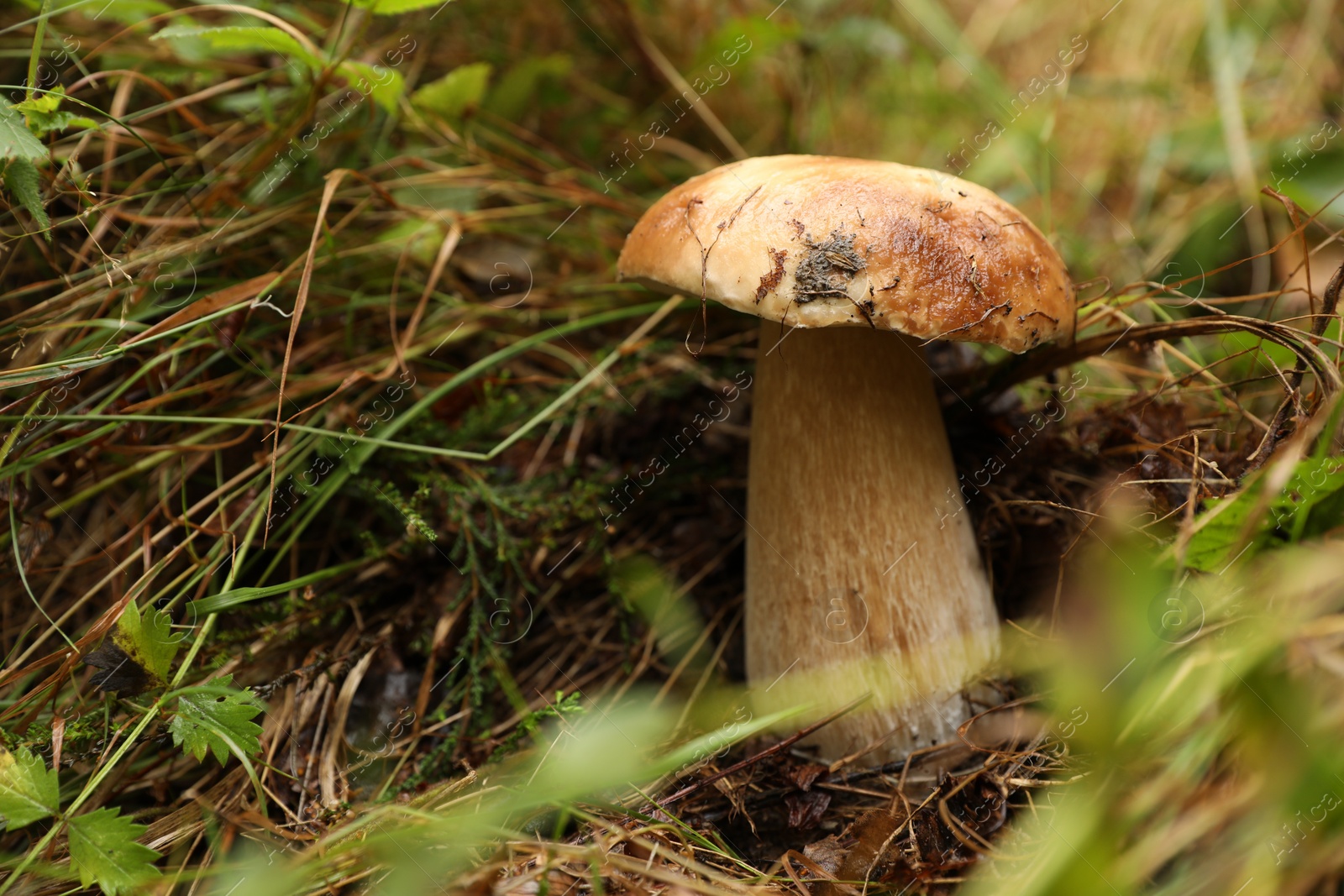 Photo of Fresh wild mushroom growing in forest, closeup. Space for text