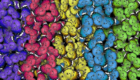 Image of Many bright butterflies as background. Beautiful insect