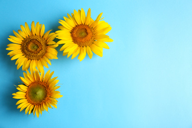 Beautiful bright sunflowers on light blue background, flat lay. Space for text