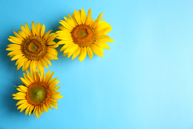 Photo of Beautiful bright sunflowers on light blue background, flat lay. Space for text