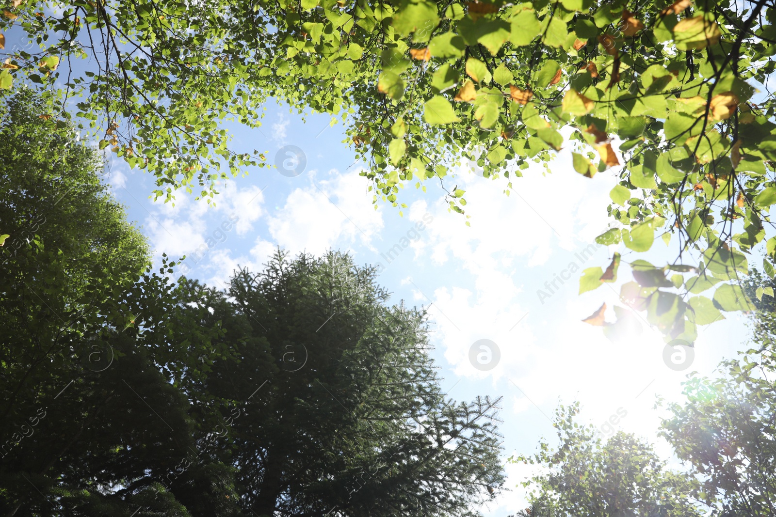 Photo of Beautiful trees growing under cloudy sky, bottom view