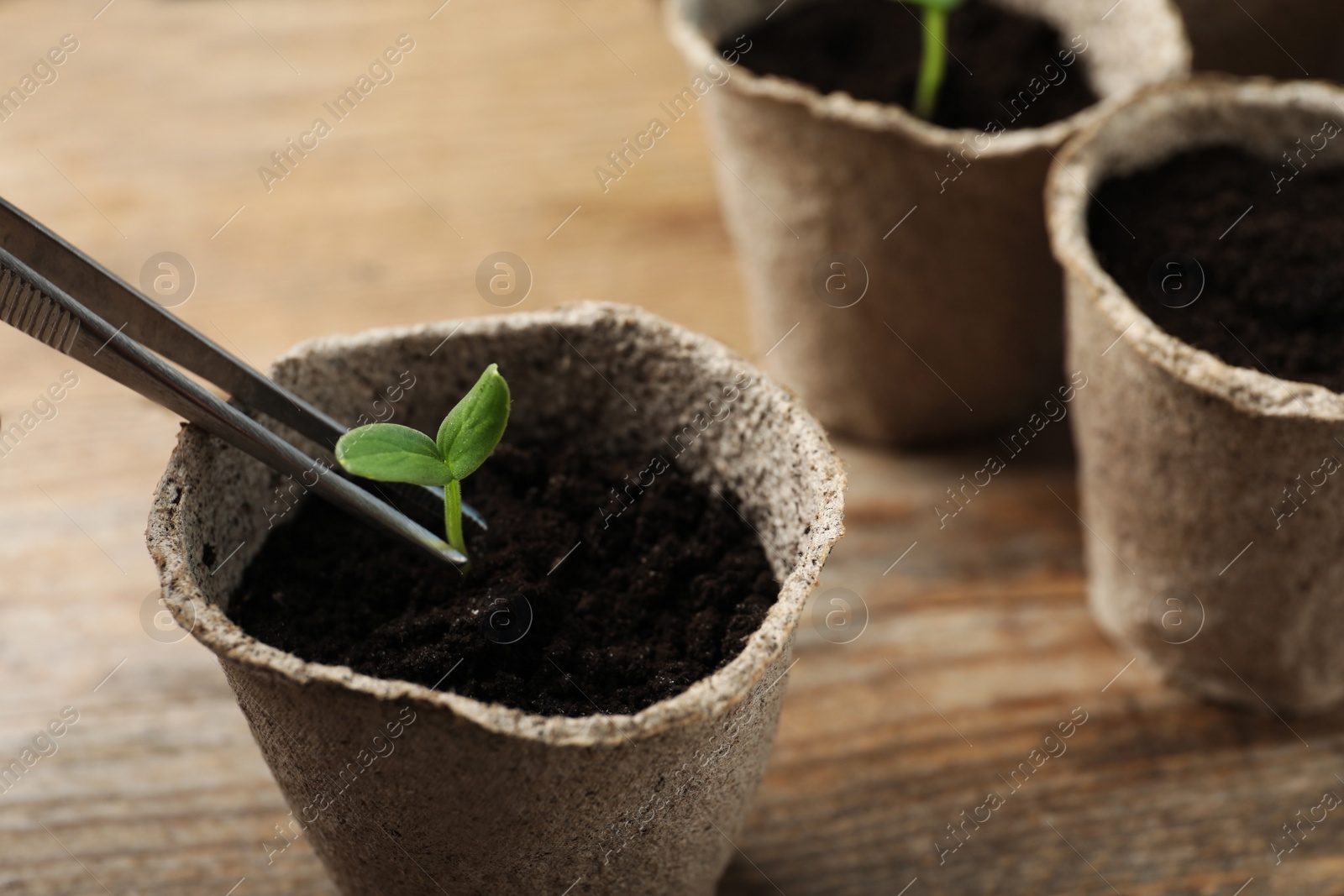 Photo of Planting young seedling into peat pot on wooden table