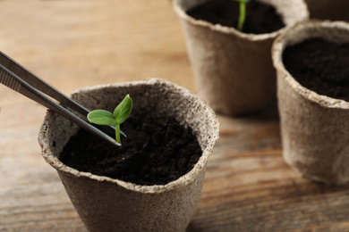 Photo of Planting young seedling into peat pot on wooden table