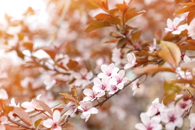 Photo of Beautiful blossoming tree branch on spring day
