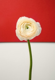 Photo of Beautiful ranunculus flower on color background