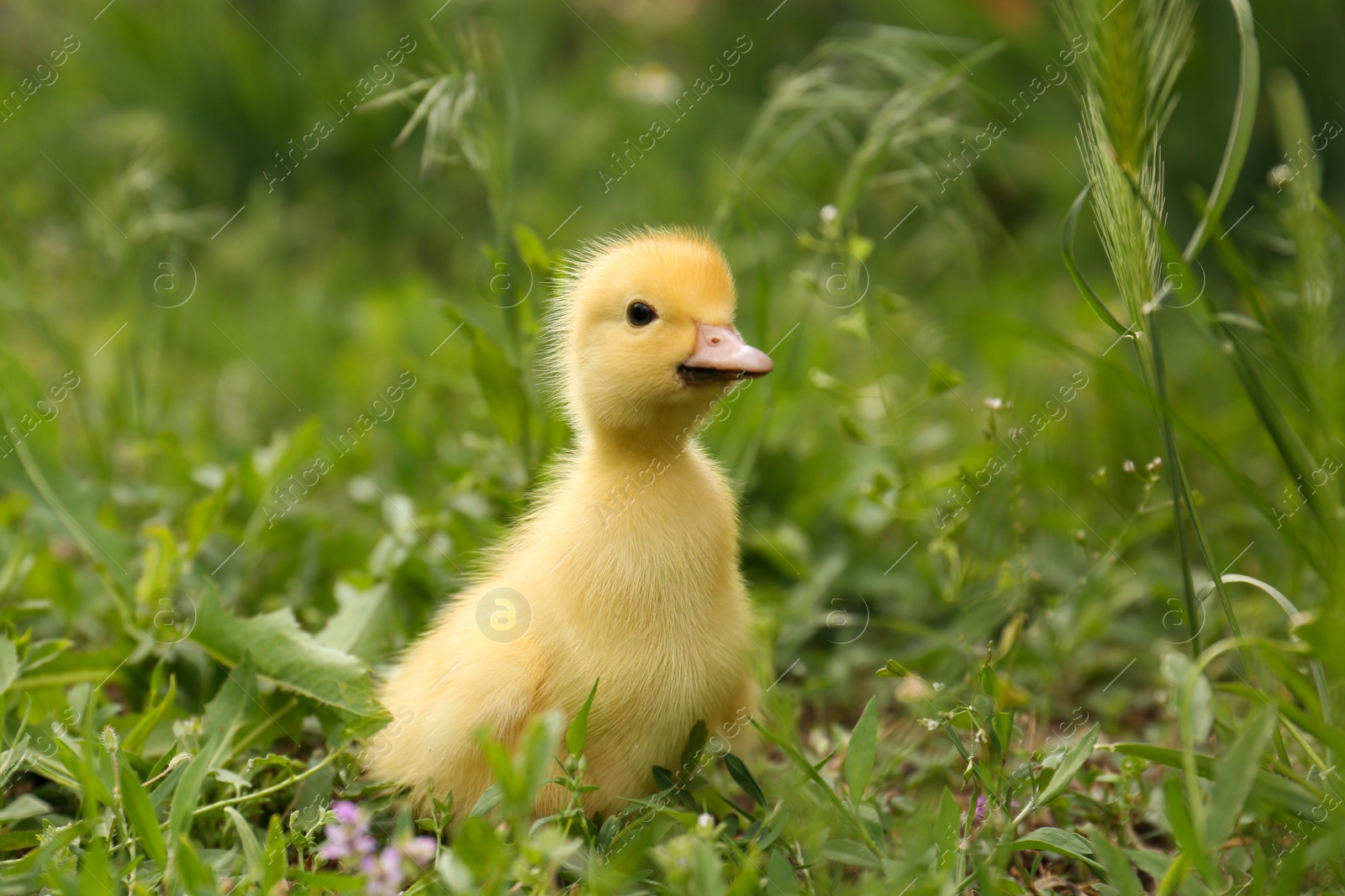 Photo of Cute fluffy duckling on green grass outdoors. Baby animal