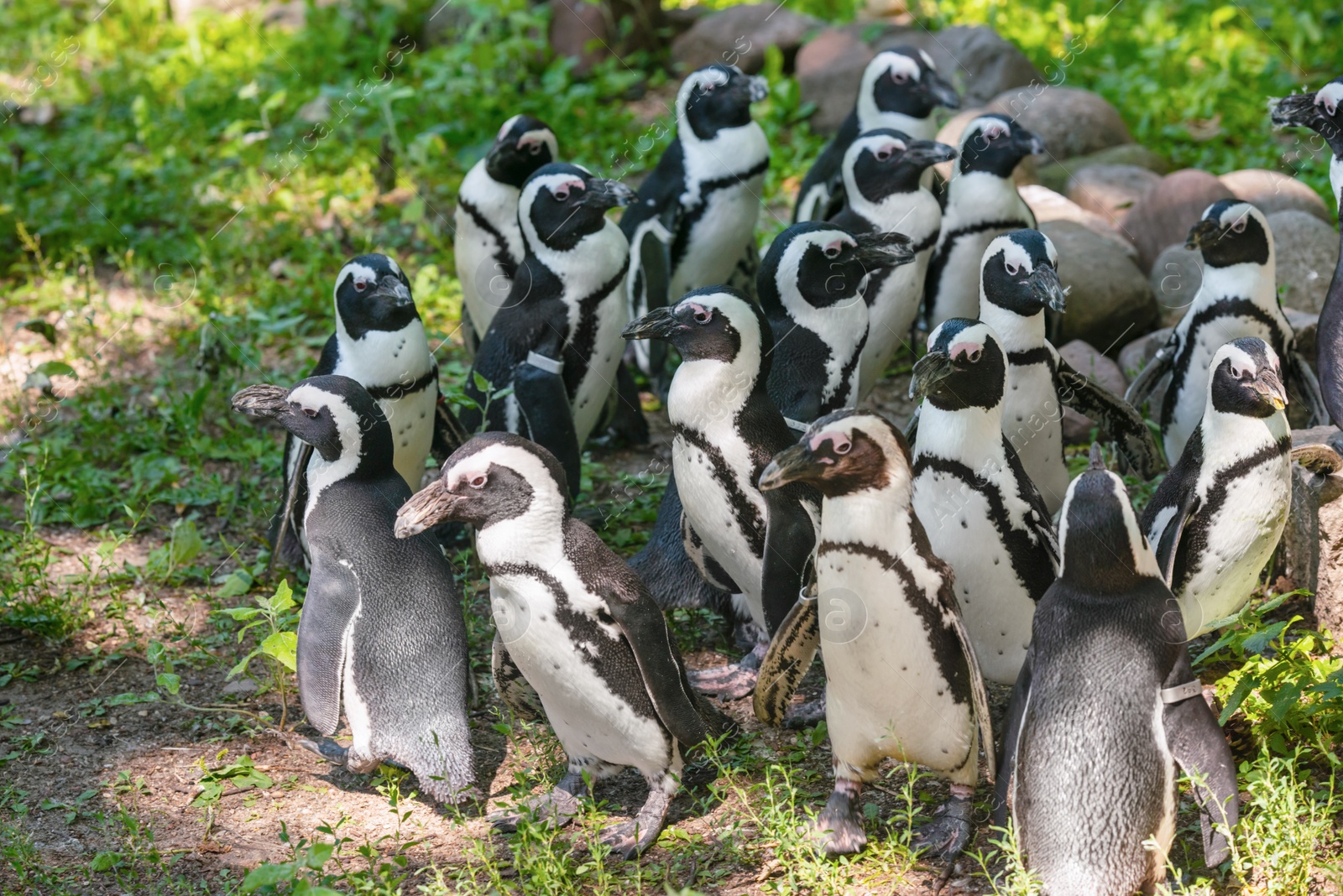 Photo of Group of African penguins on rocks in zoo