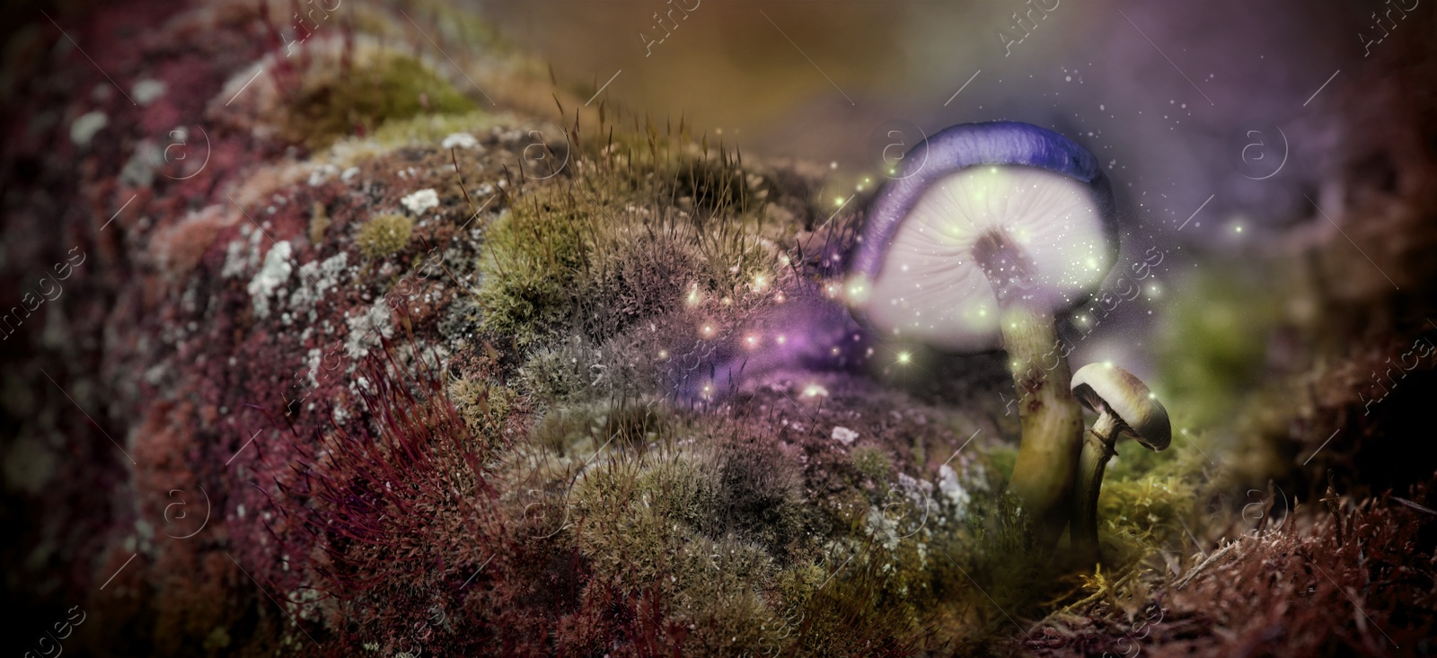 Image of Fantasy world. Mushrooms with magic lights in enchanted forest, banner design 