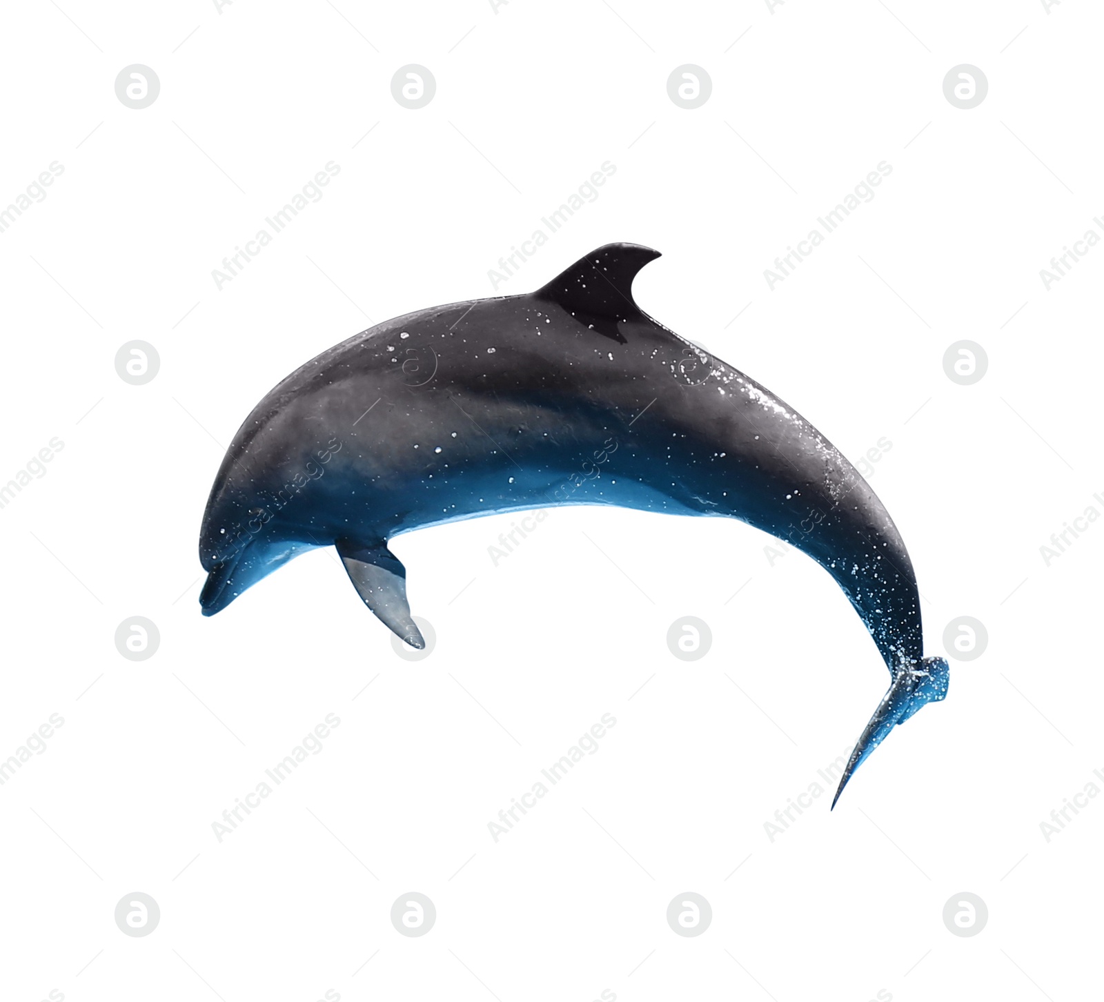 Image of Beautiful grey bottlenose dolphin on white background