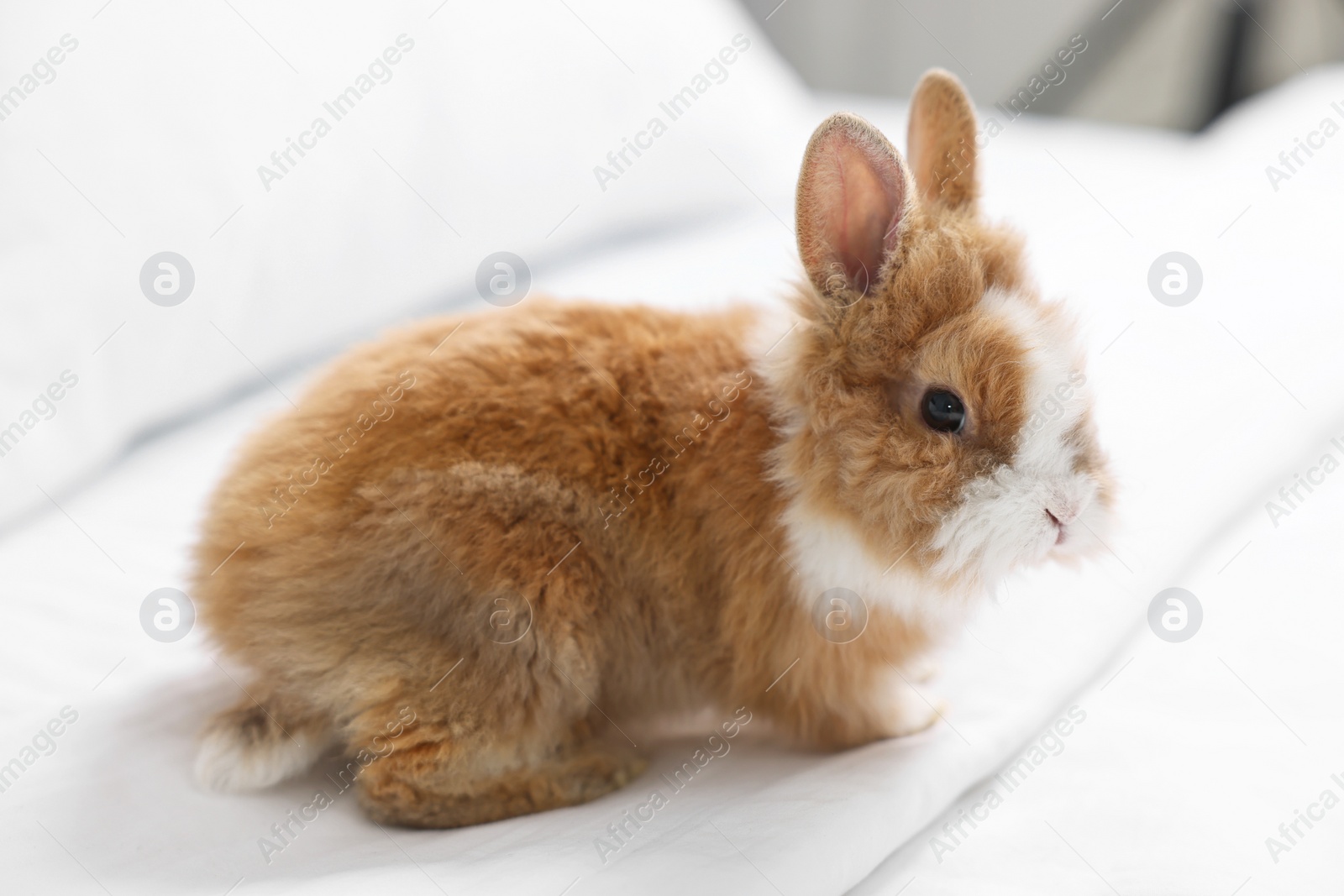 Photo of Cute fluffy pet rabbit on comfortable bed