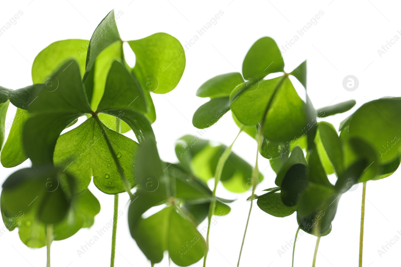 Photo of Clover leaves on white background, closeup. St. Patrick's Day symbol