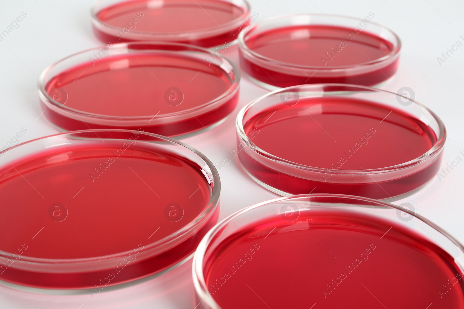 Photo of Petri dishes with red liquid on white background, closeup