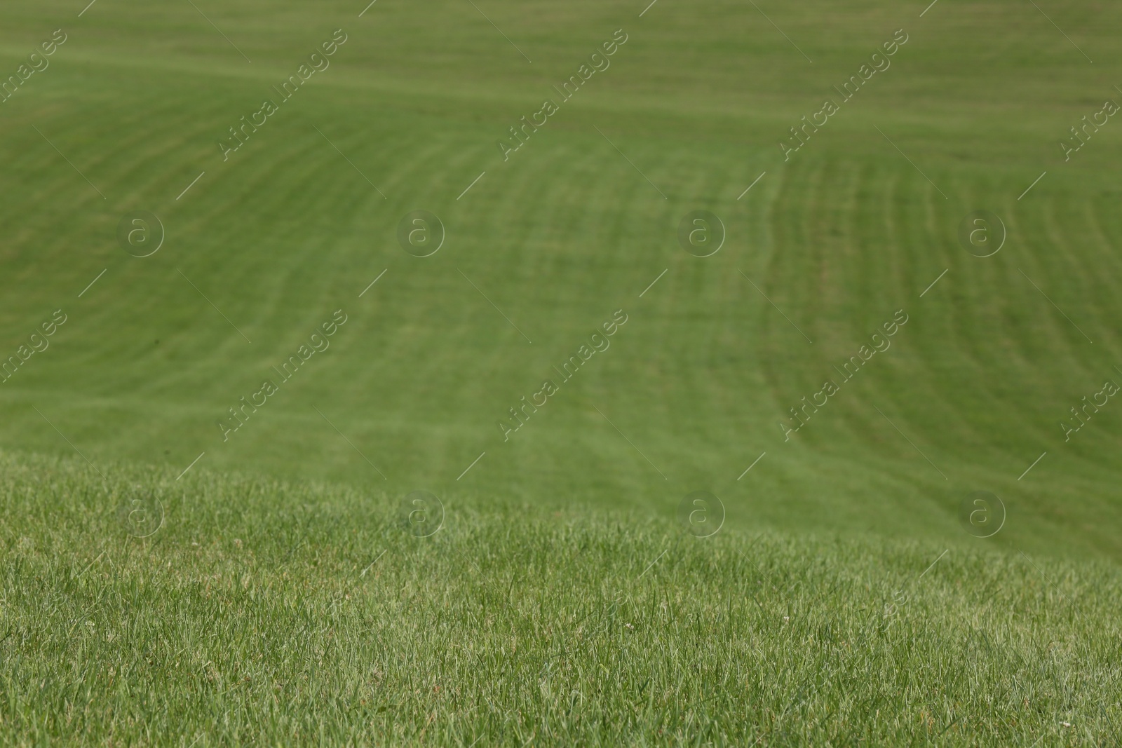 Photo of Beautiful lawn with bright green grass outdoors