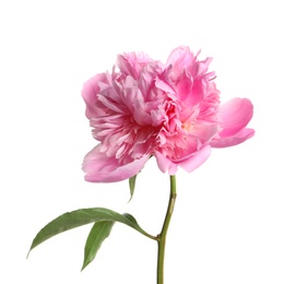 Photo of Beautiful fresh peony flower with leaves on white background