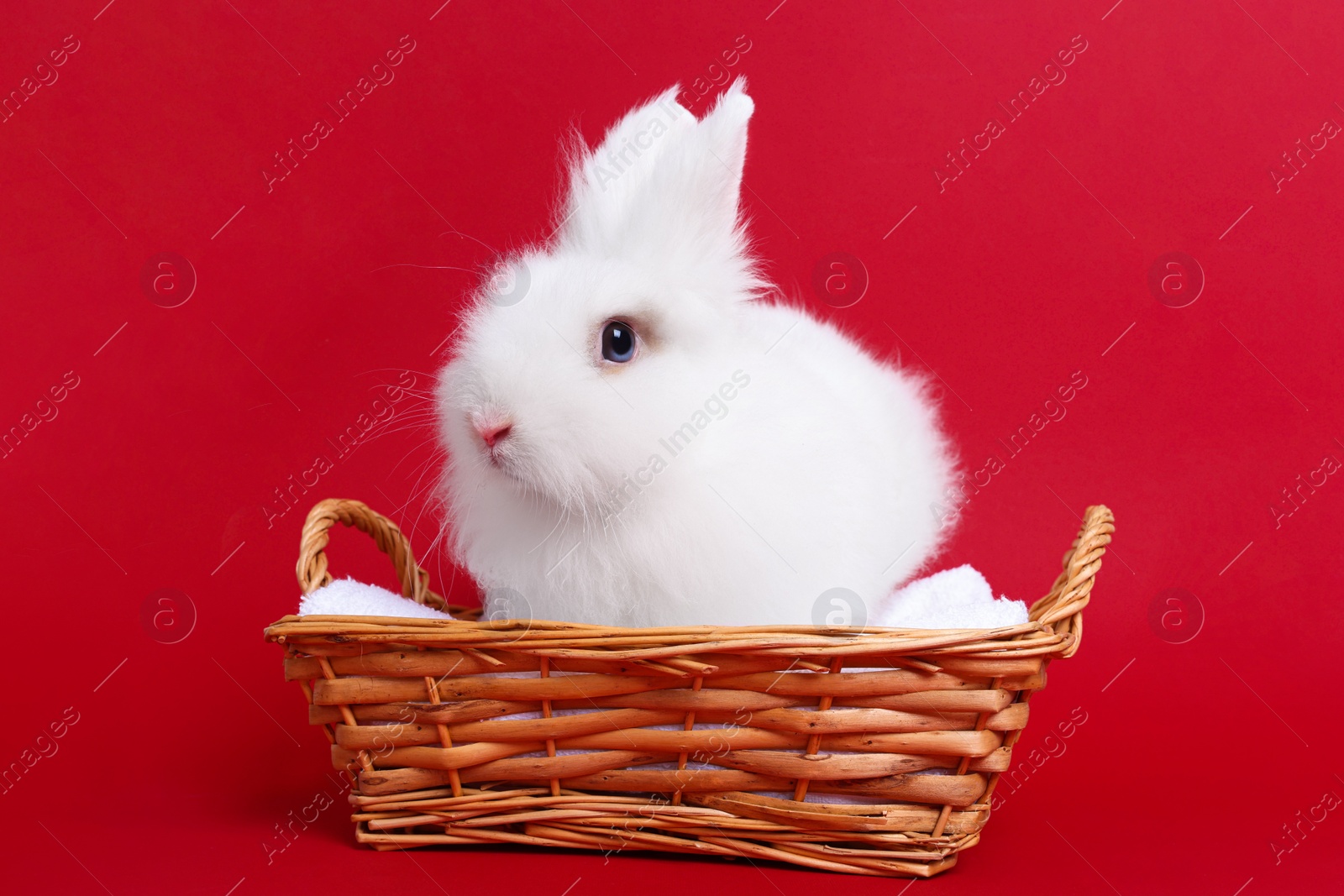 Photo of Fluffy white rabbit in wicker basket on red background. Cute pet