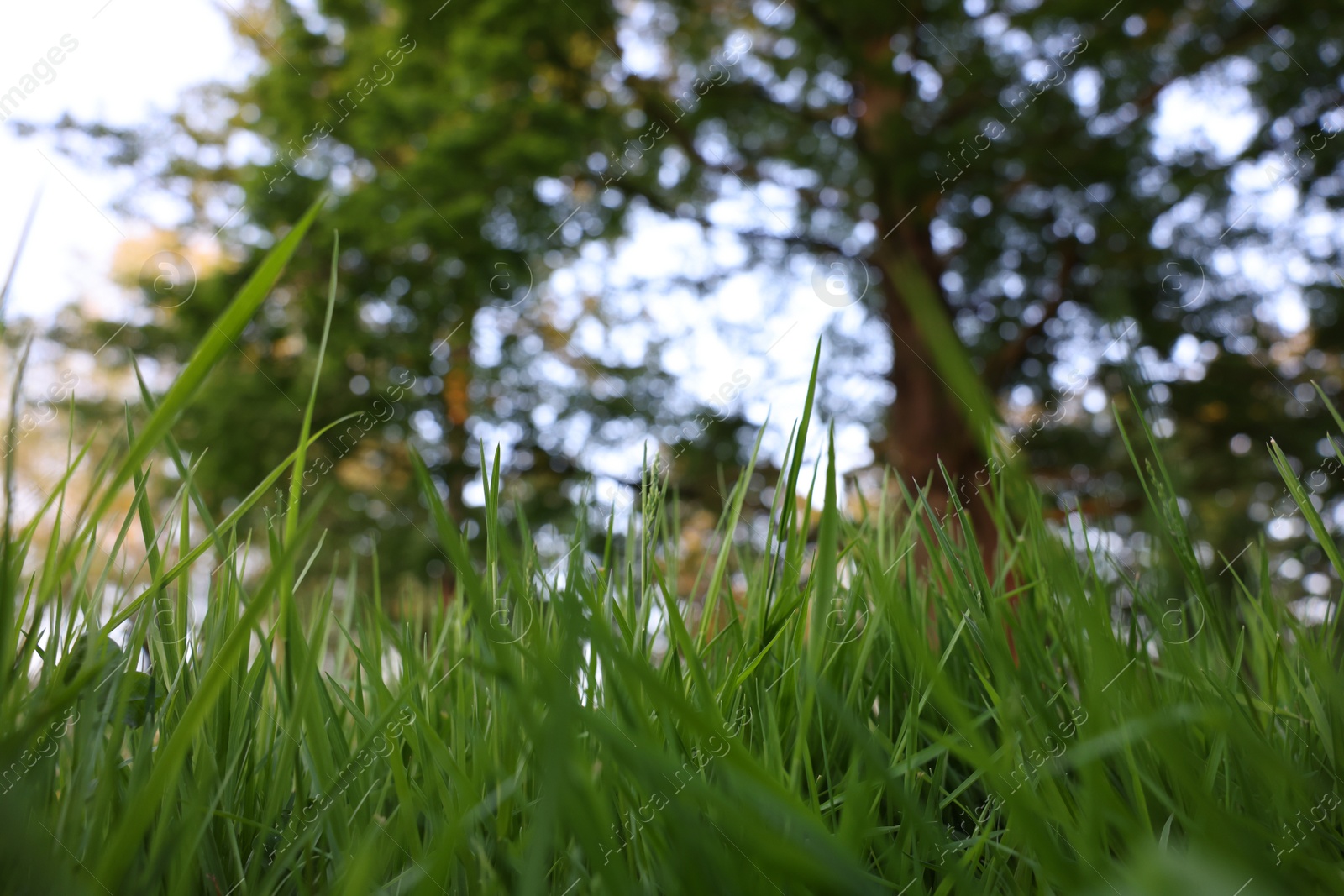 Photo of Beautiful view of green grass in park, closeup